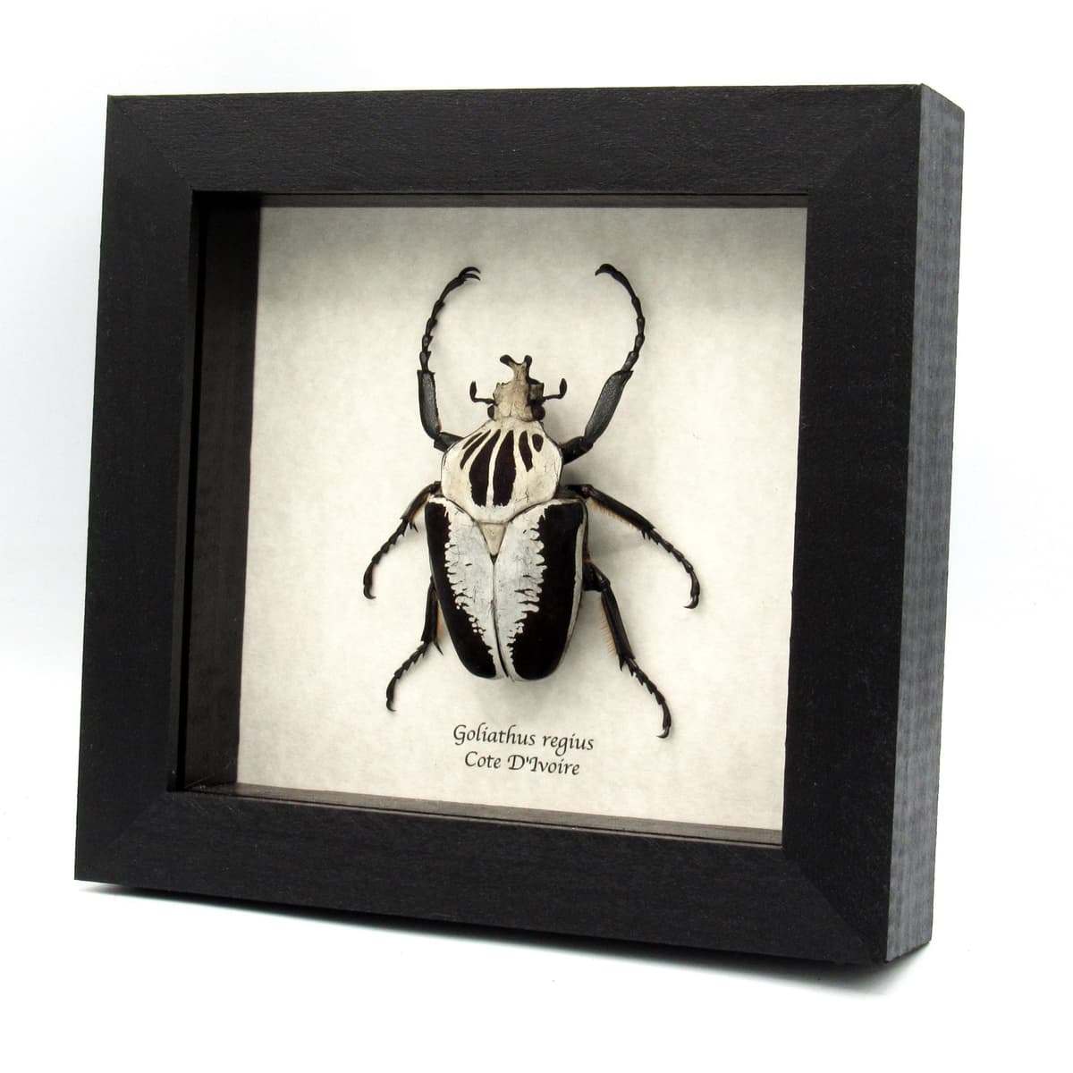 Rare Goliath beetle framed specimen - Goliathus regius