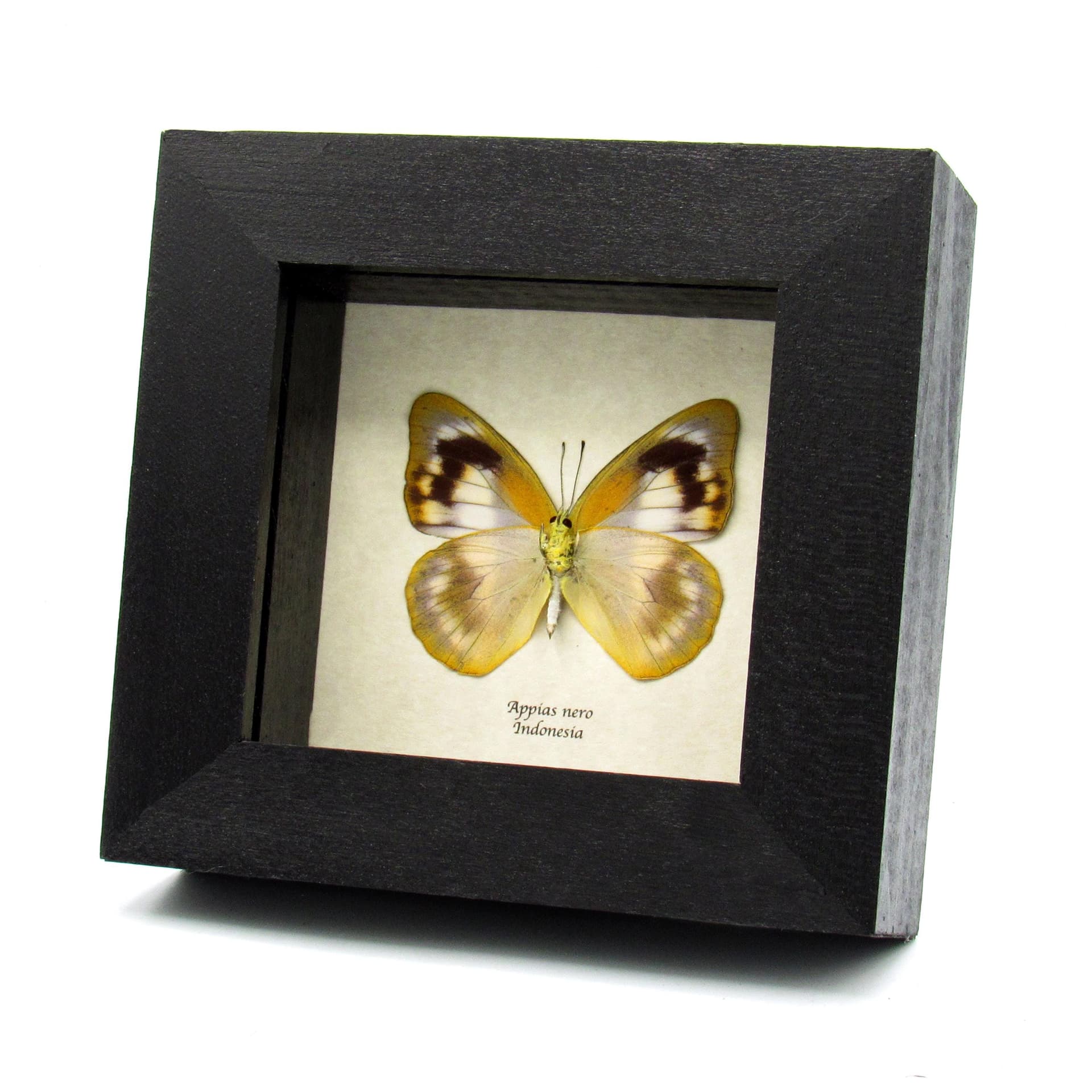Real Albatross butterfly framed taxidermy - Appias nero - female