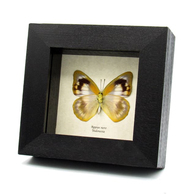 Real Albatross butterfly framed taxidermy - Appias nero - female