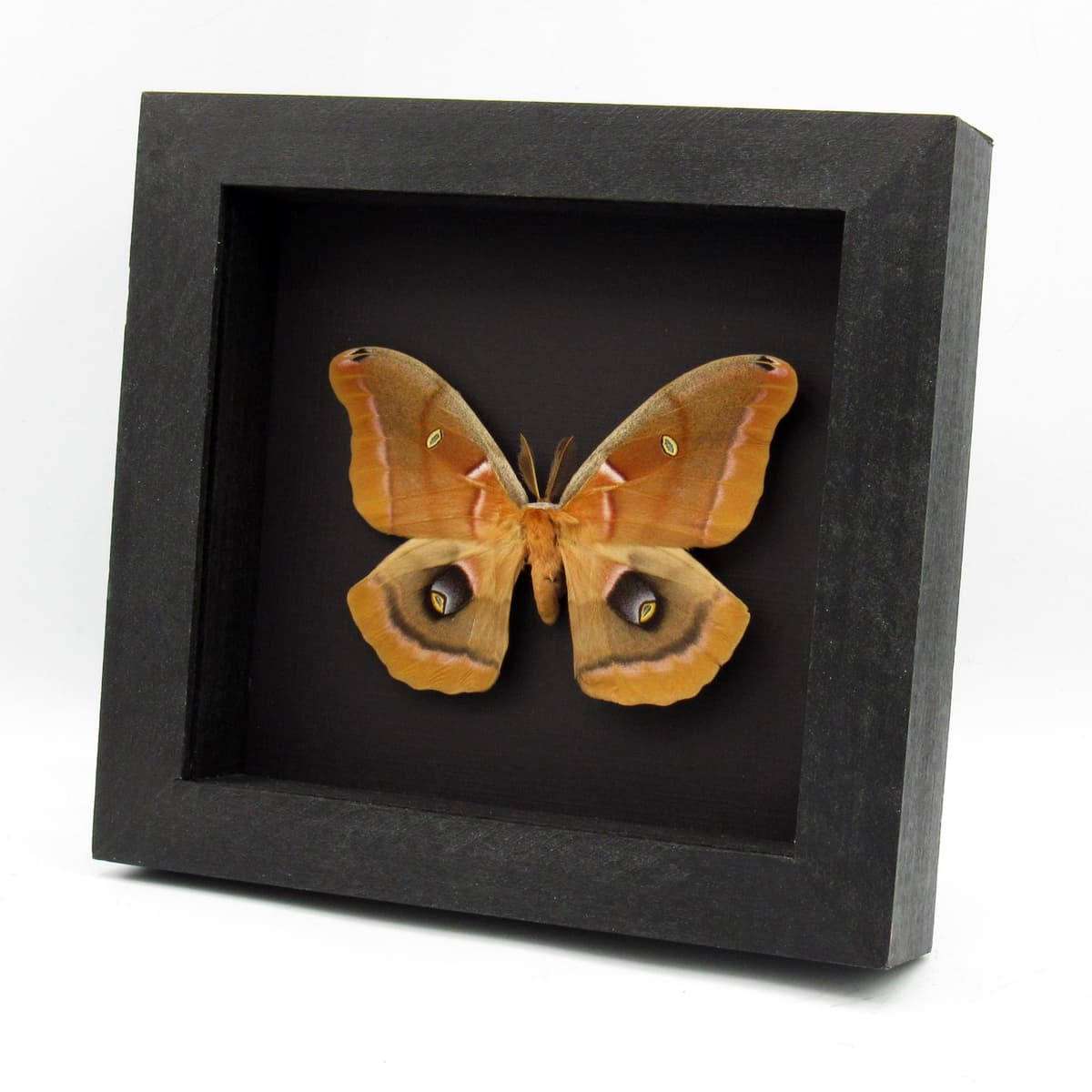 Real Polyphemus moth framed taxidermy - Antheraea polyphemus - 2