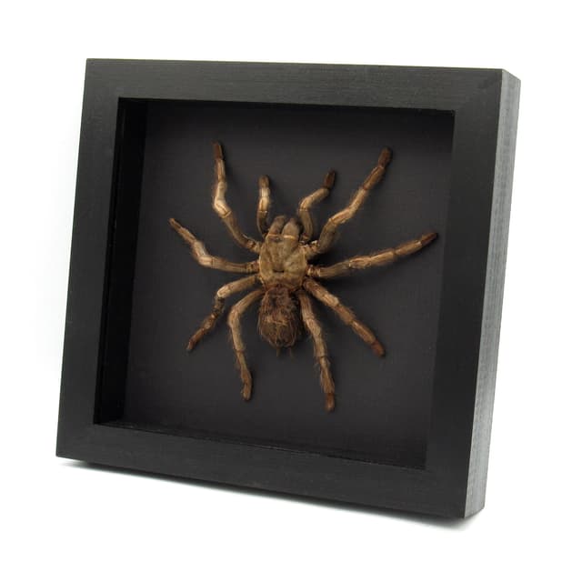 Real Rusty Birdeater Tarantula framed - Acanthoscurria ferina - large female