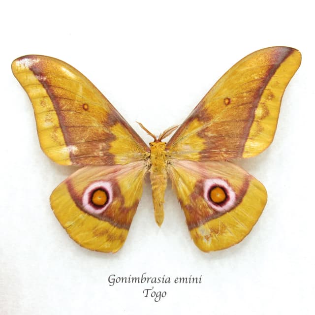 Rare Giant Yellow Emperor moth framed taxidermy - Gonibrasia emini - minor damage