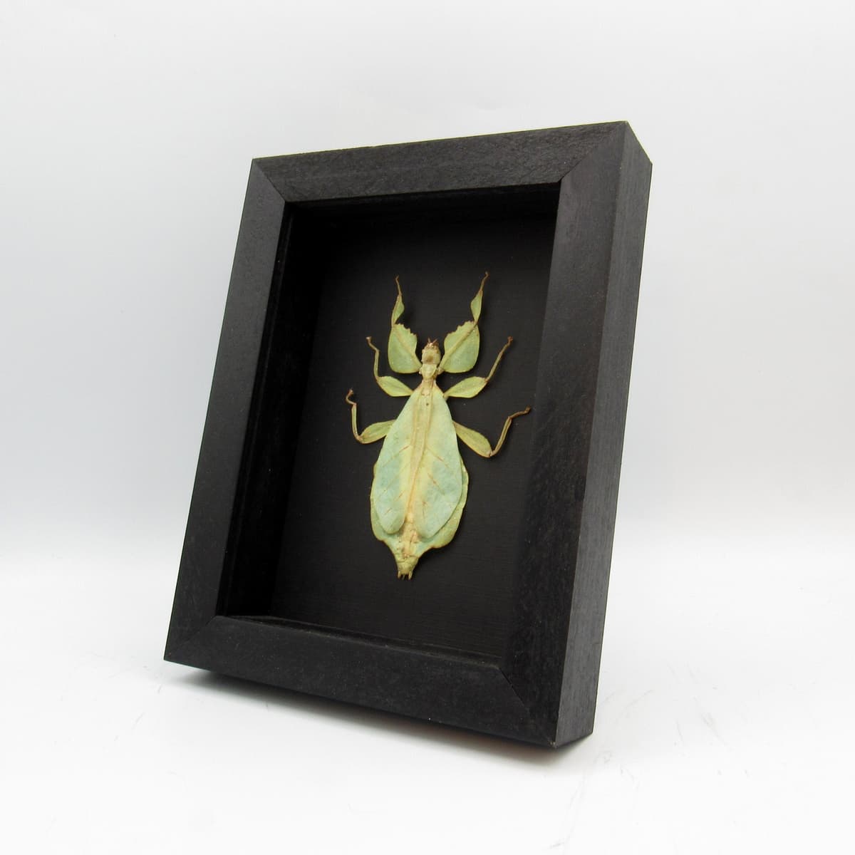 Real Walking Leaf insect framed taxidermy - Phyllium celebicum - female