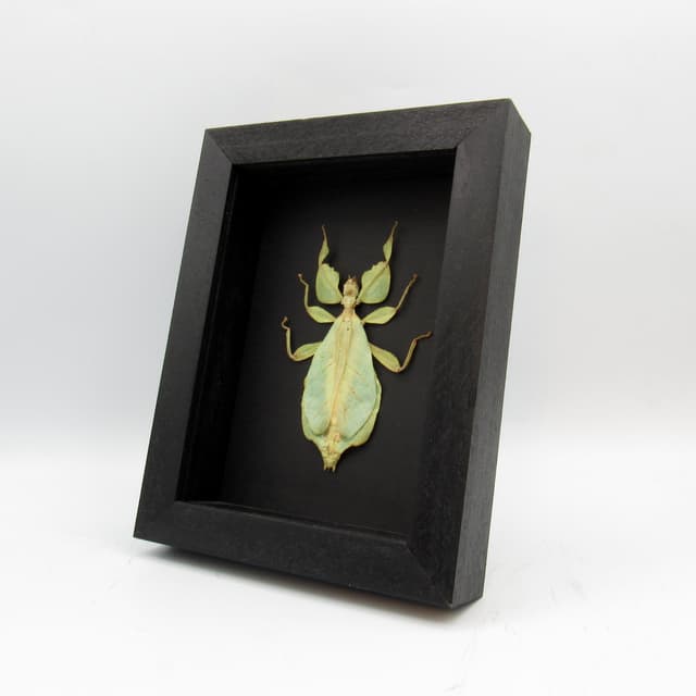 Real Walking Leaf insect framed taxidermy - Phyllium celebicum - female