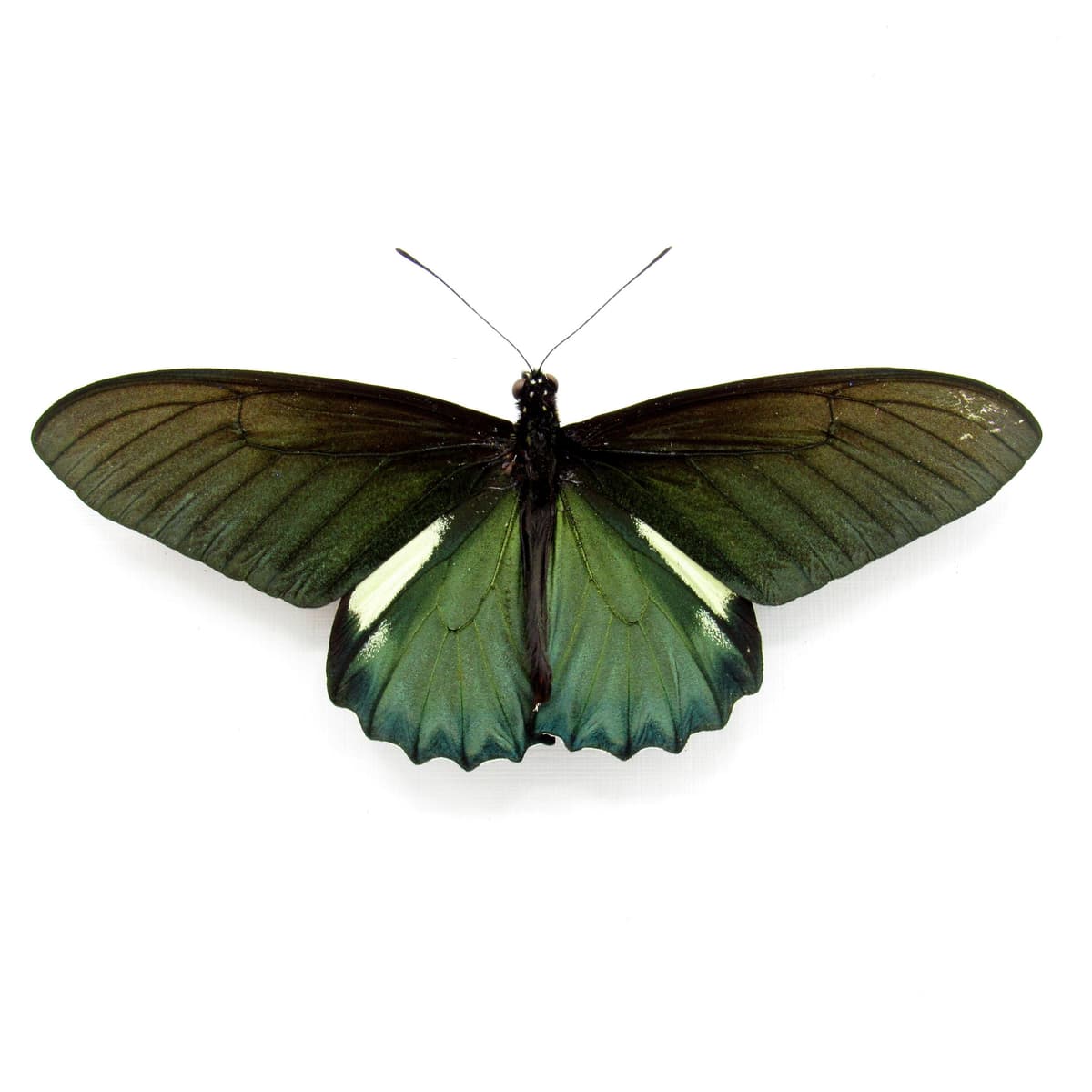 Large iridescent green butterfly framed taxidermy - Battus belus - Victorian mount