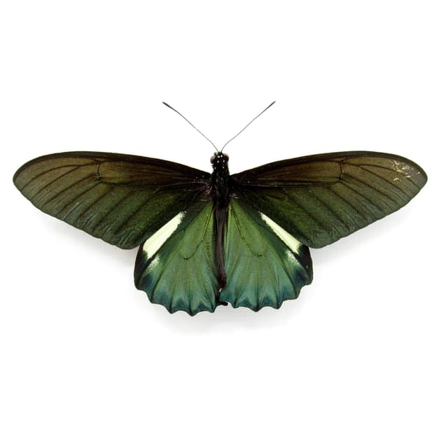 Large iridescent green butterfly framed taxidermy - Battus belus - Victorian mount