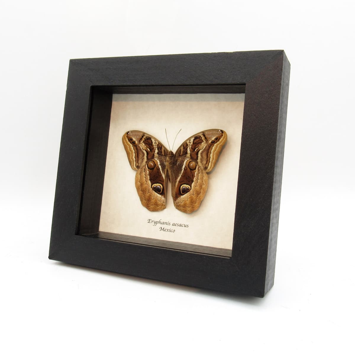 Real Owl butterfly framed taxidermy - Eryphanis aesacus