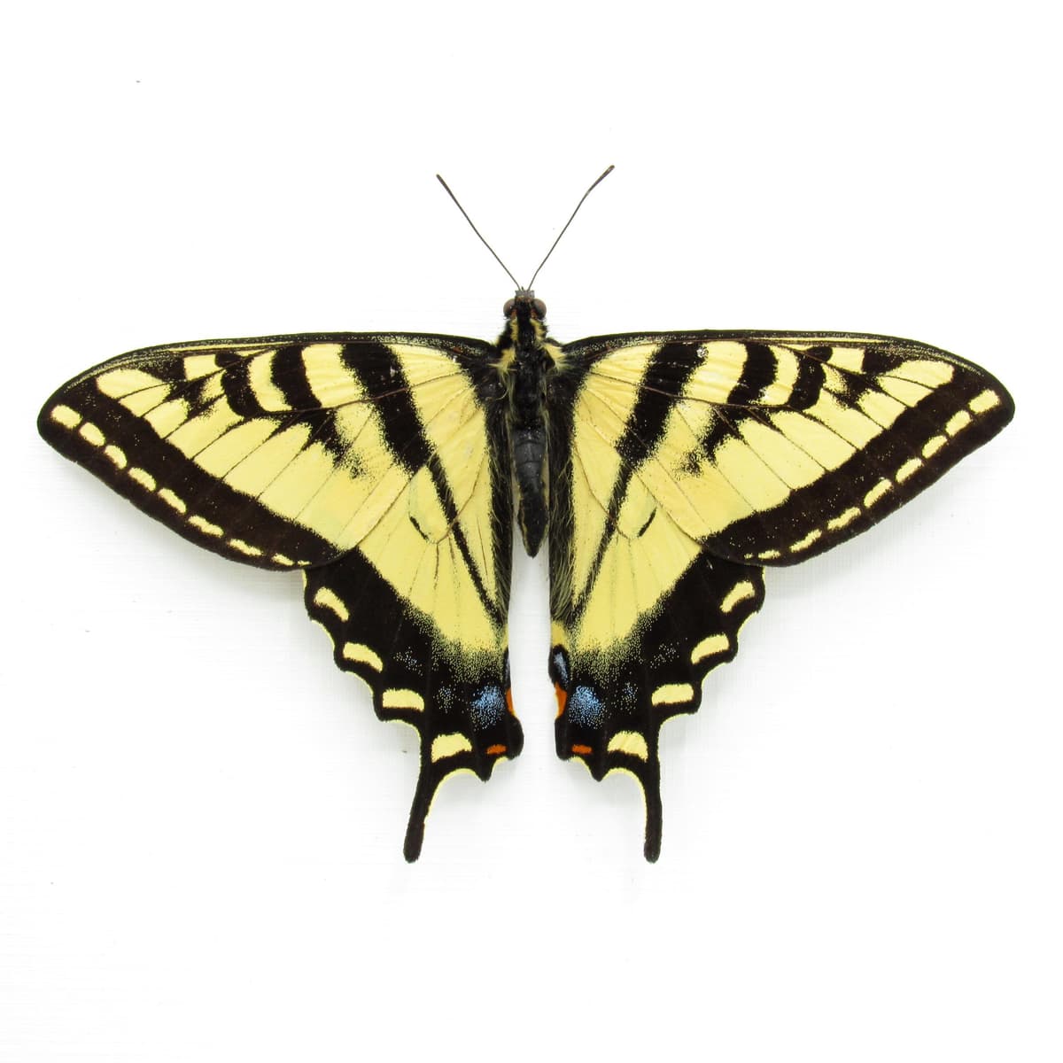 Real Western Tiger Swallowtail butterfly framed taxidery - Papilio rutulus - Victorian mount