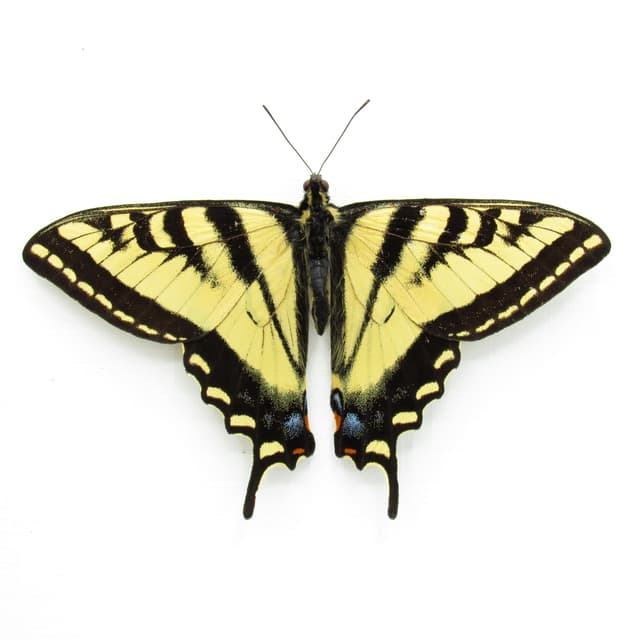 Real Western Tiger Swallowtail butterfly framed taxidery - Papilio rutulus - Victorian mount