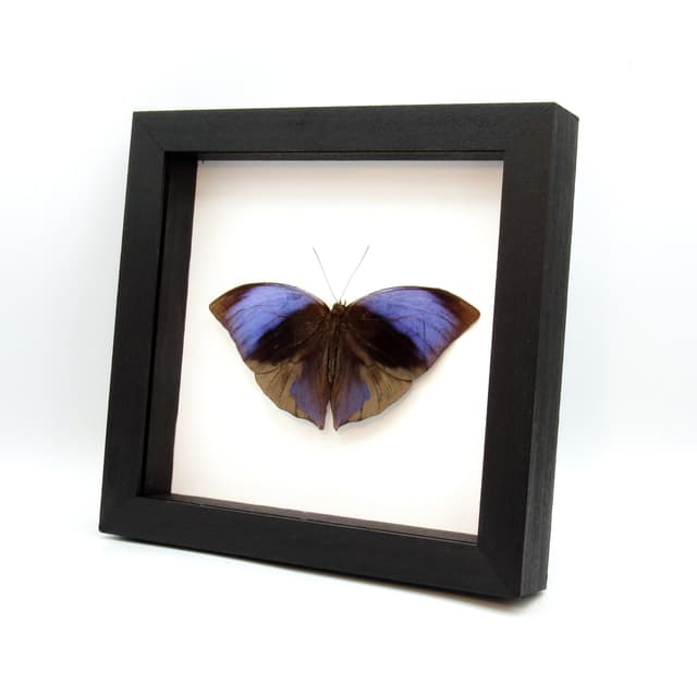 Real purple Giant Saturn butterfly framed taxidermy - Zeuxidia aurelius aurelius