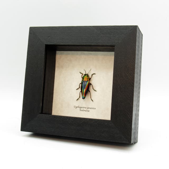 Real Rainbow beetle framed taxidermy - Cyphogastra javanica