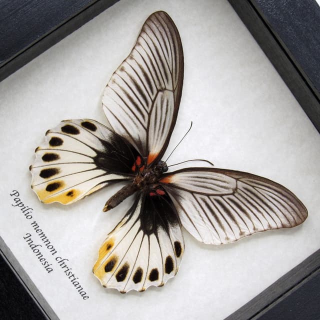 Rare Great Mormon butterfly framed taxidermy - Papilio memnon christianae - female