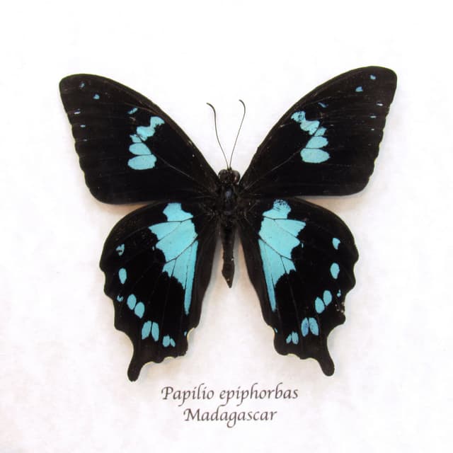 Real blue Teardrop Swallowtail butterfly framed taxidermy - Papilio epiphorbas