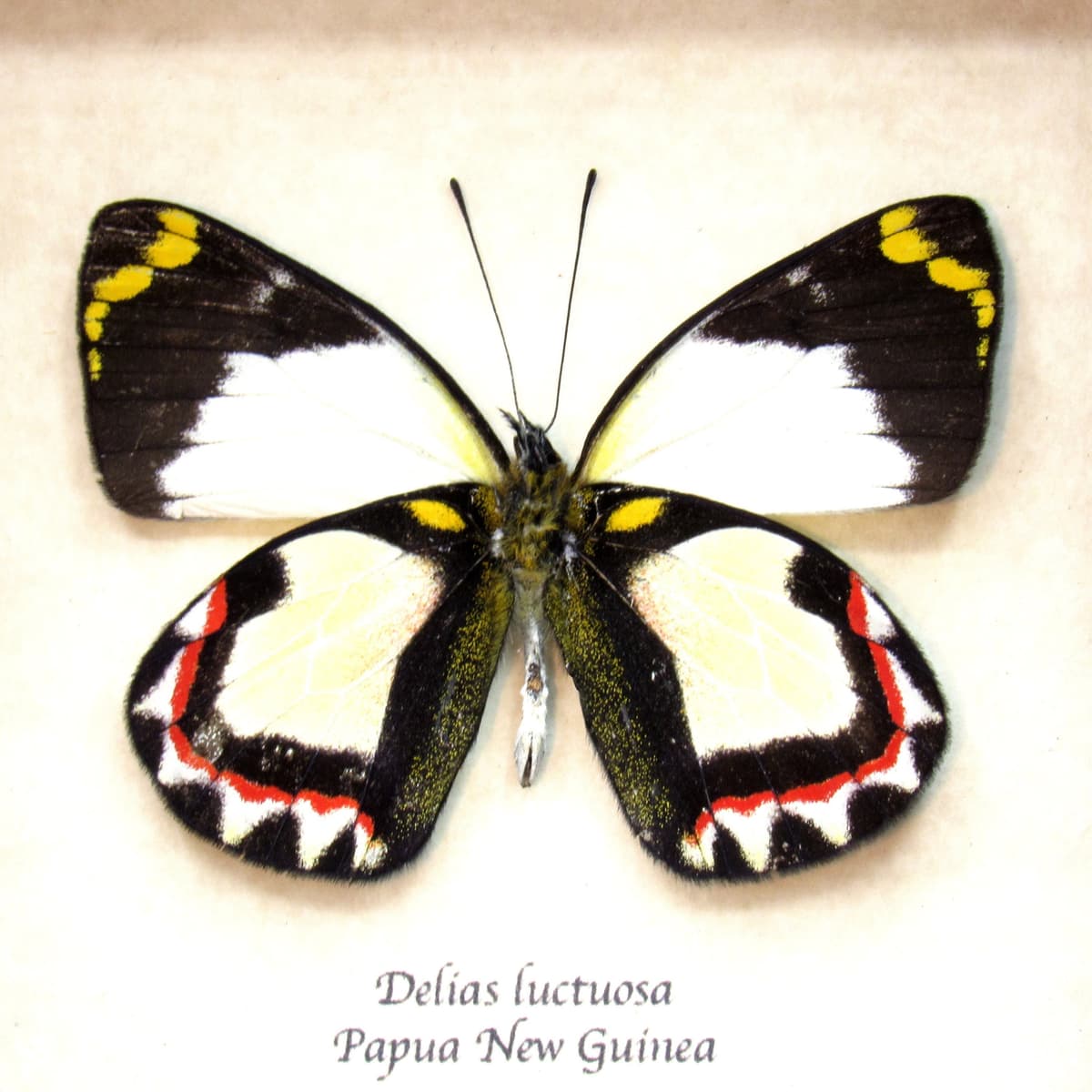 Rare Delias butterfly framed taxidermy - Delias luctuosa