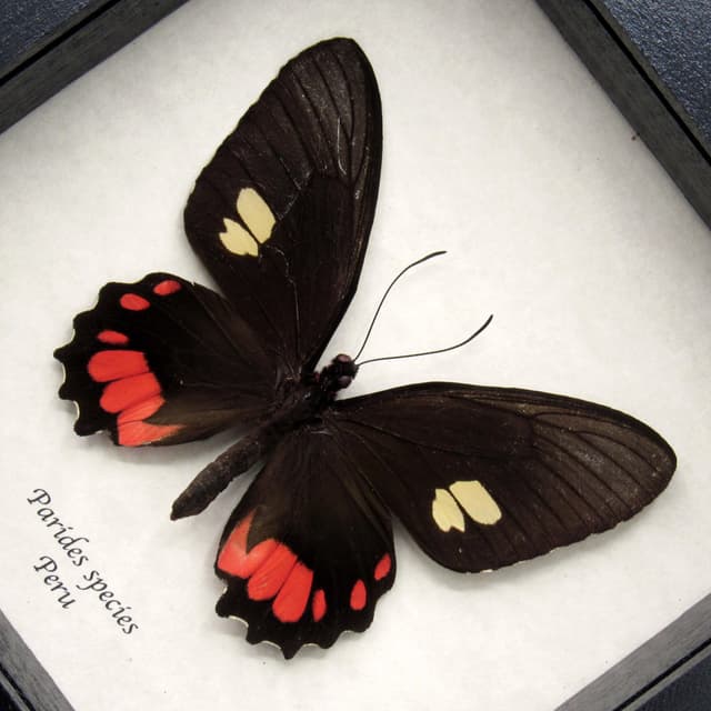 Real red Cattleheart butterfly framed taxidermy - Parides species - large female