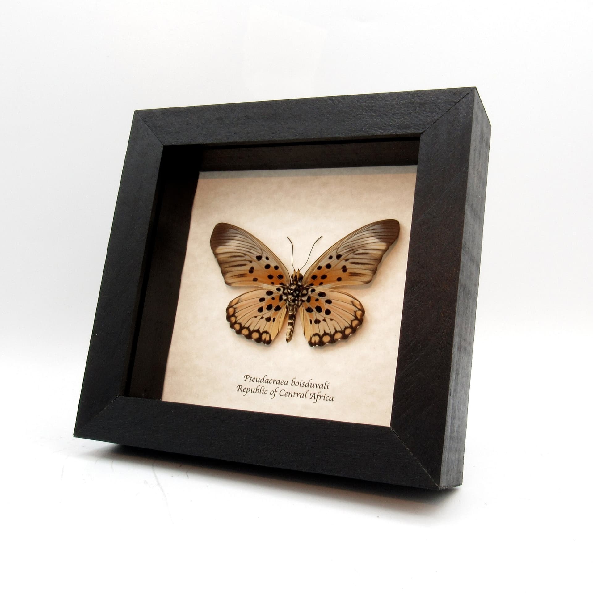 Real framed butterfly taxidermy - Pseudacraea boisduvali - peach form - large female