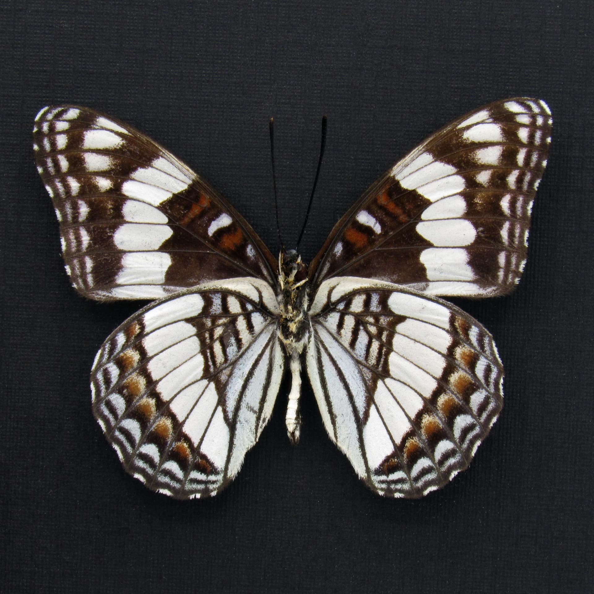 Real Weidemeyer's Admiral butterfly framed - Limenitis weidemeyerii
