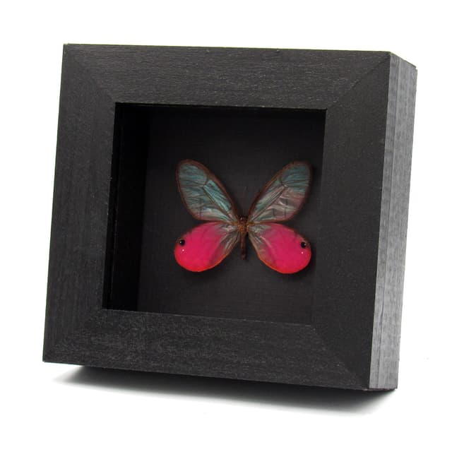 Real pink Blushing Phantom butterfly framed taxidermy - Cithaerias pireta aurorina - 2