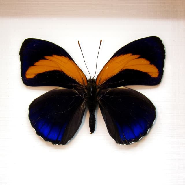 Real 88 Excelsior framed taxidermy butterfly - Callicore excelsior