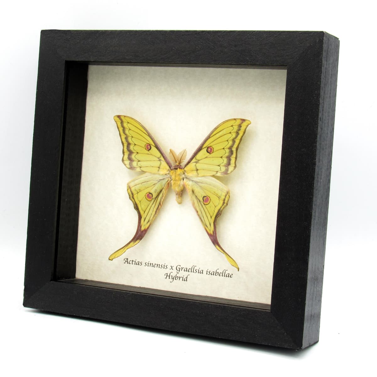 Very rare Hybrid Moon moth framed specimen - Actias sinensis x Graellsia isabellae