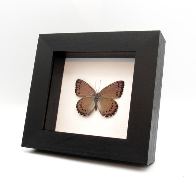 Real lavender butterfly framed taxidermy - Sallya pechuelli