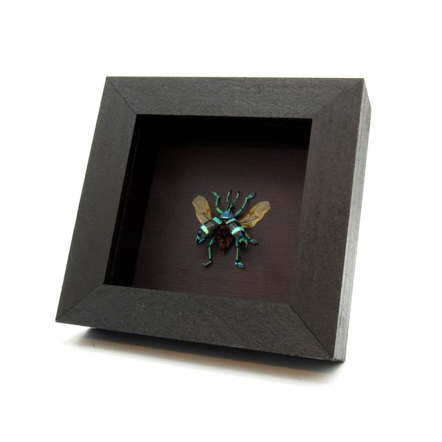 Real blue metallic weevil framed taxidermy - Eupholus magnificus