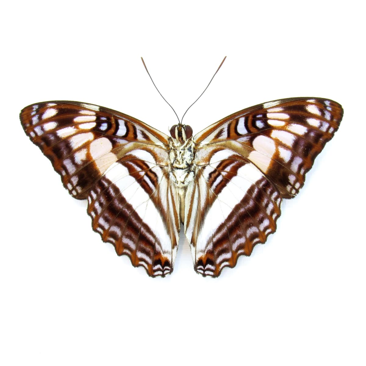 Real lavender butterfly framed taxidermy - Adelpha species - Victorian mount