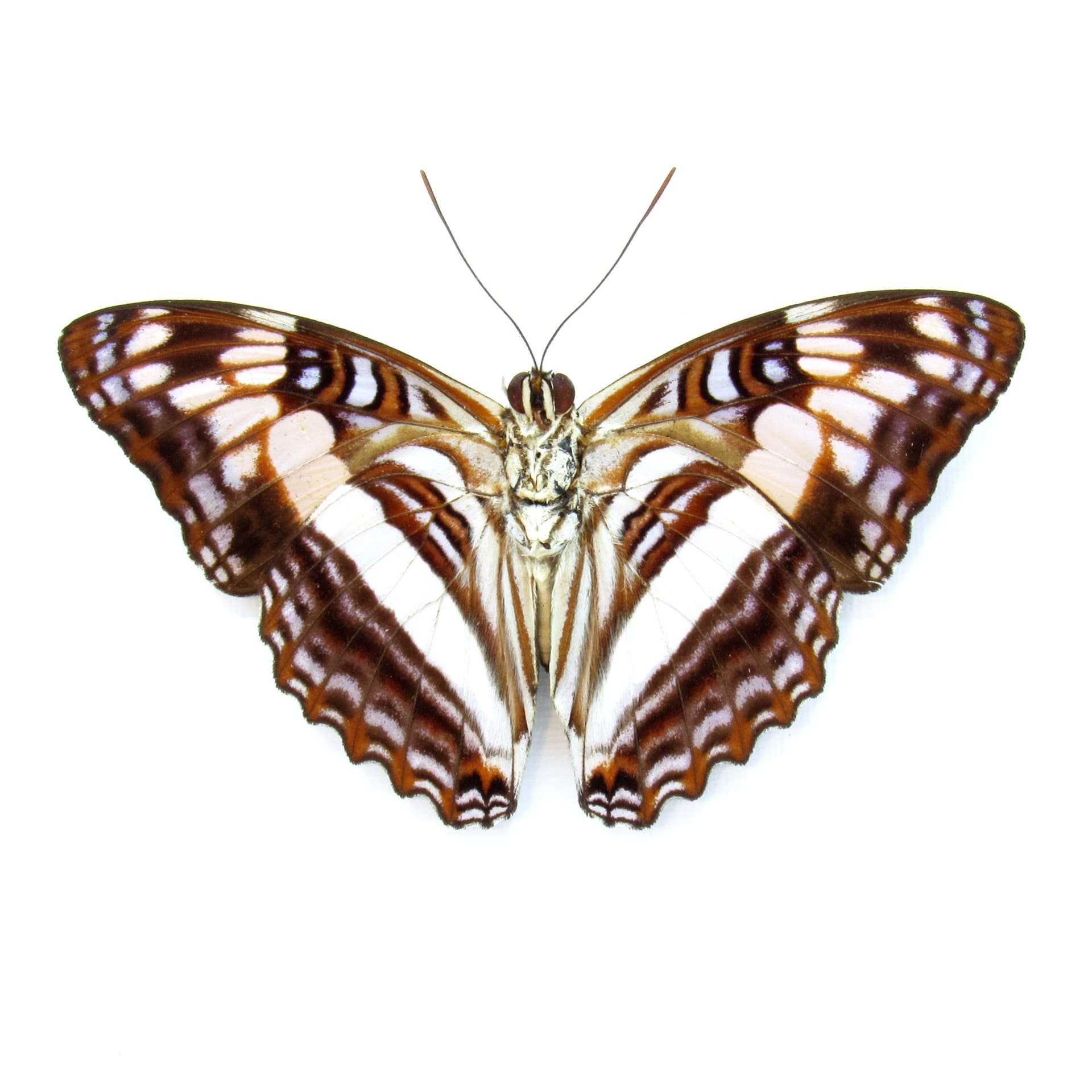 Real lavender butterfly framed taxidermy - Adelpha species - Victorian mount