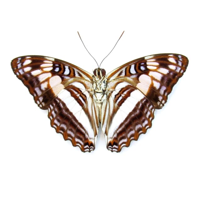 Real lavender butterfly framed taxidermy - Adelpha species - Victorian mount