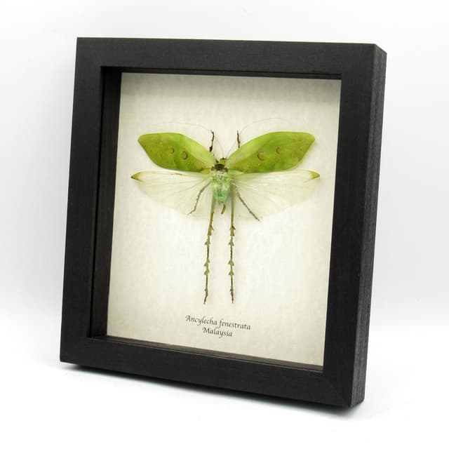 Real giant thorny grasshopper framed taxidermy - Ancylecha fenestrata