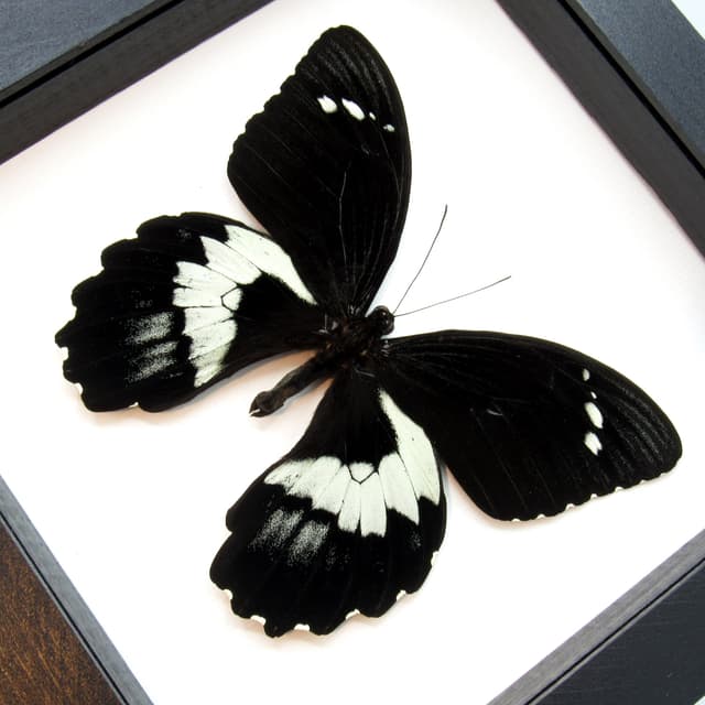 XL real black butterfly framed taxidermy - Papilio gambrisius colossus