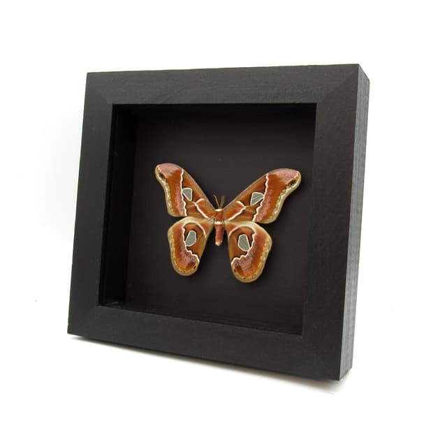 Real Saturn moth framed taxidermy - Rothschildia cincta