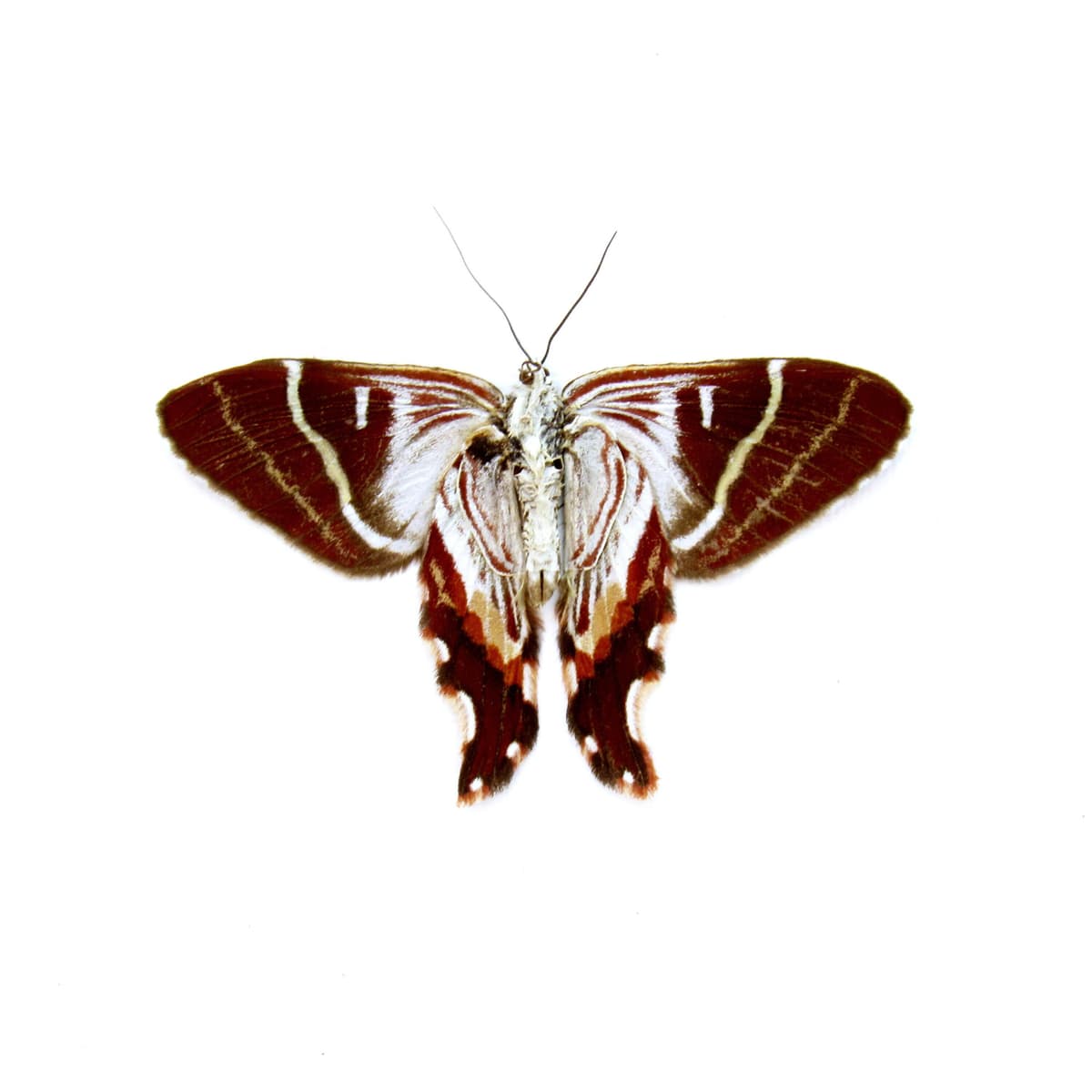 Rare Geometer moth framed taxidermy - Erateina species - Victorian mount