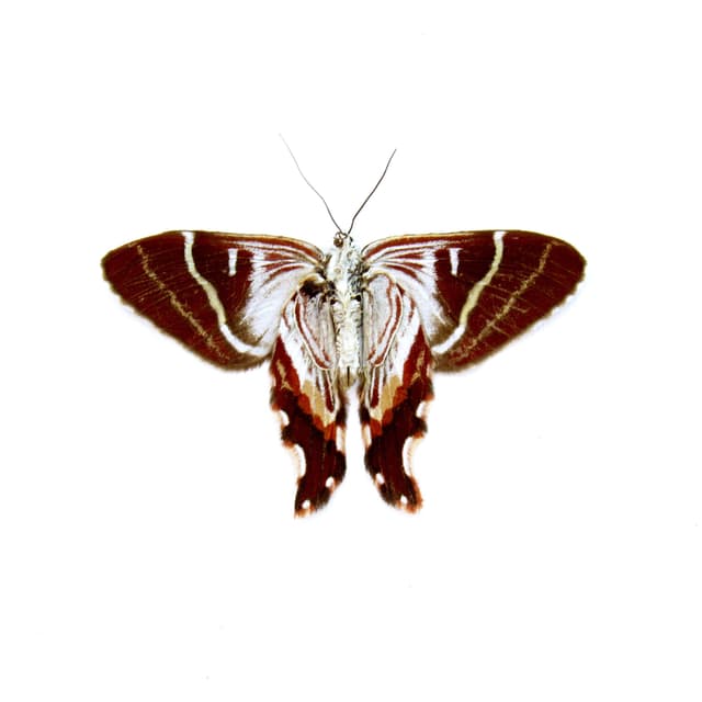 Rare Geometer moth framed taxidermy - Erateina species - Victorian mount