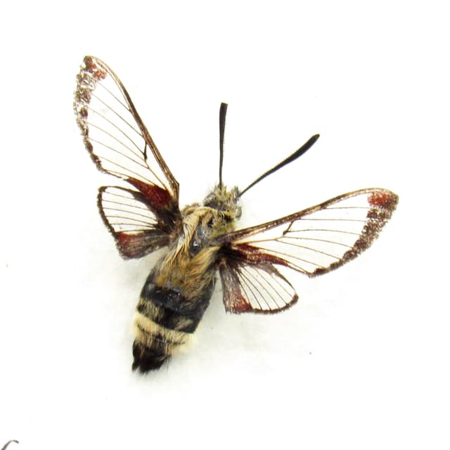 Real California Clearwing moth framed taxidermy - Hemaris thetis