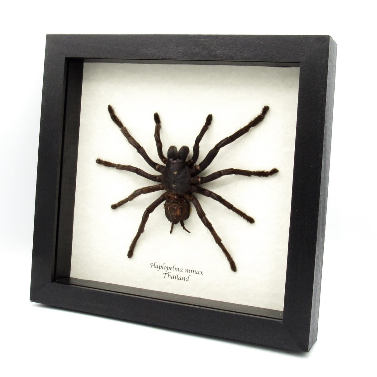 Real XXL Tarantula framed taxidermy - Haplopelma minax