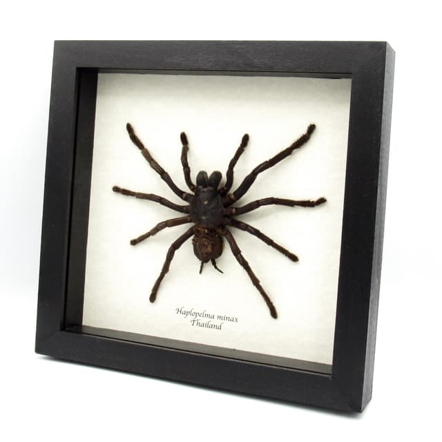 Real XXL Tarantula framed taxidermy - Haplopelma minax