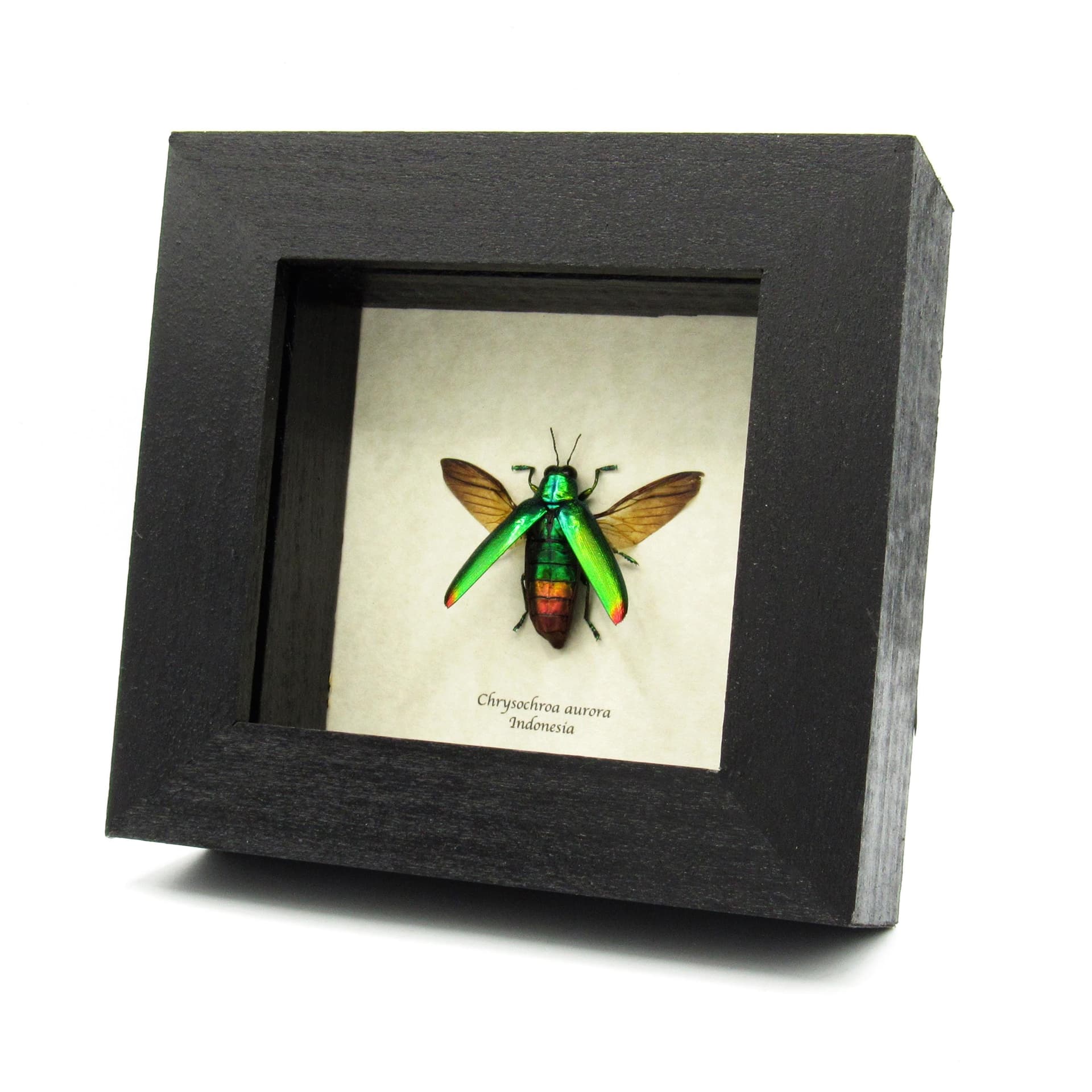Real metallic beetle framed taxidermy - Chrysochroa aurora