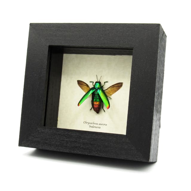 Real metallic beetle framed taxidermy - Chrysochroa aurora