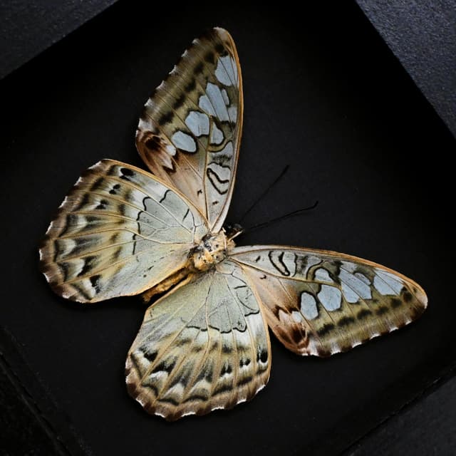 Real butterfly framed taxidermy - Parthenos sylvia