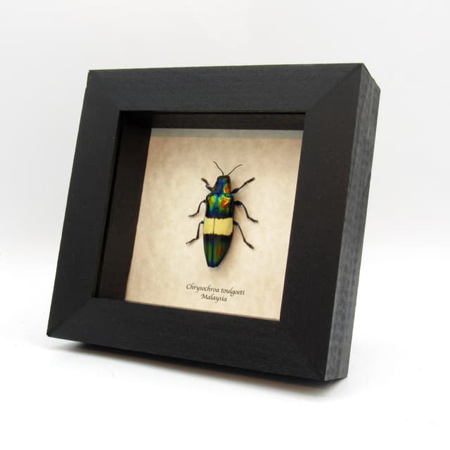 Real metallic Jewel beetle framed taxidermy - Chrysochroa toulgoeti