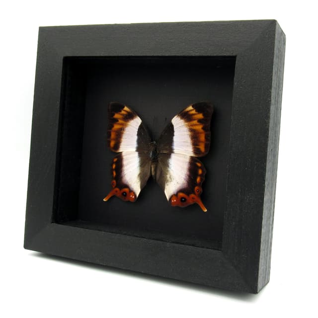 Rare female Violet Banded Palla butterfly framed taxidermy - Palla violinitens