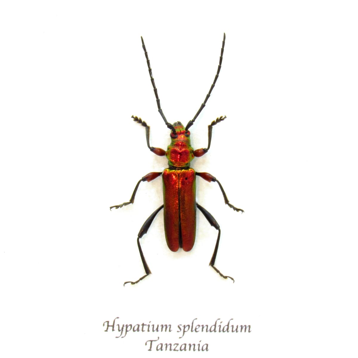Real metallic red Longhorn beetle framed taxidermy - Hypatium splendidum