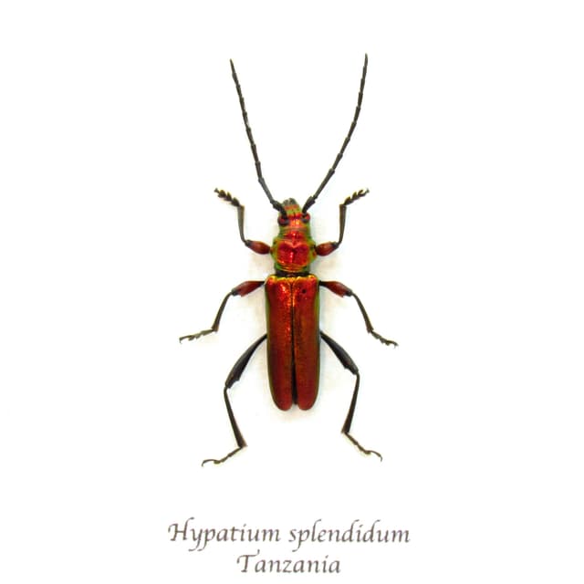 Real metallic red Longhorn beetle framed taxidermy - Hypatium splendidum