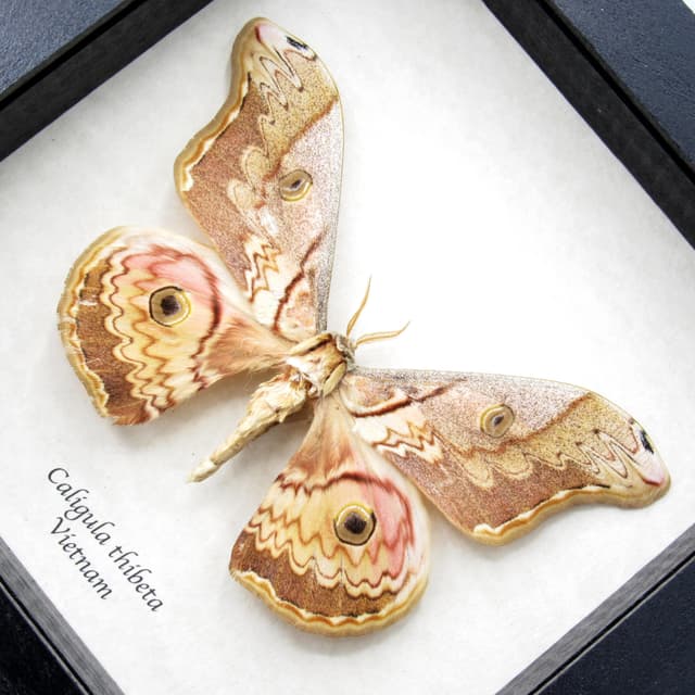 Real Saturn moth framed taxidermy - Caligula thibeta