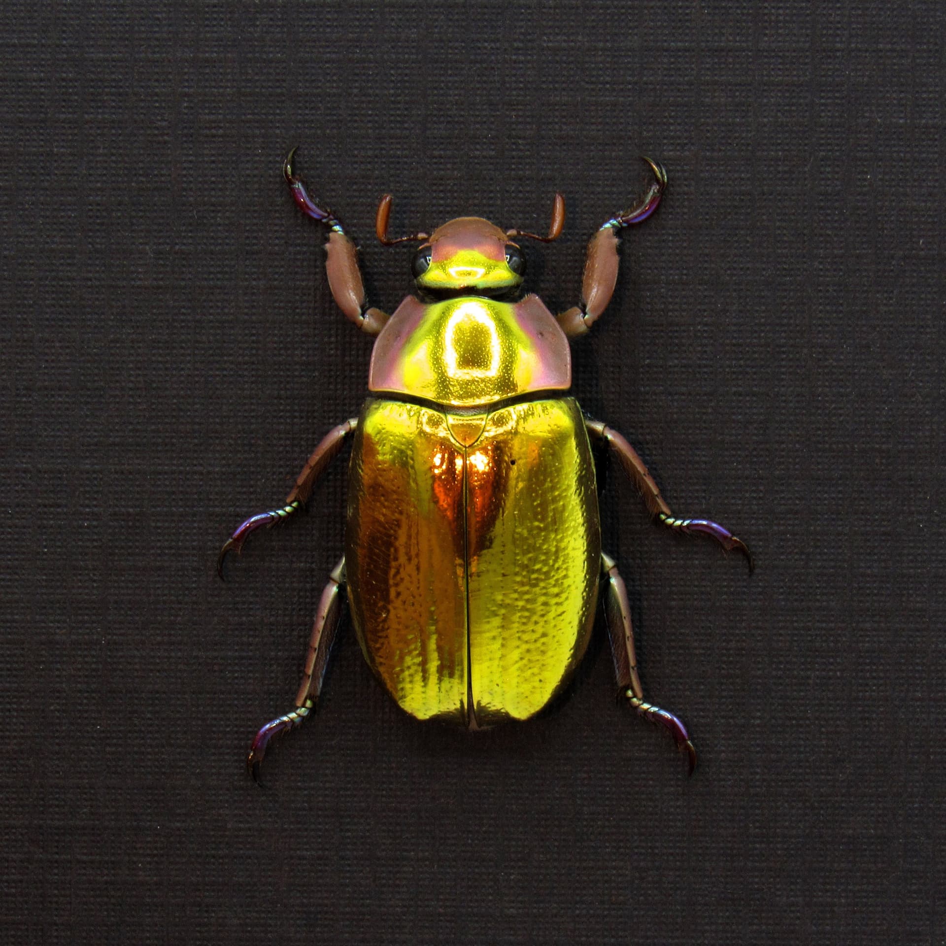 Very rare gold Jewel beetle framed taxidermy - Chrysina aurigans