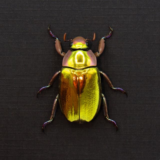 Very rare gold Jewel beetle framed taxidermy - Chrysina aurigans