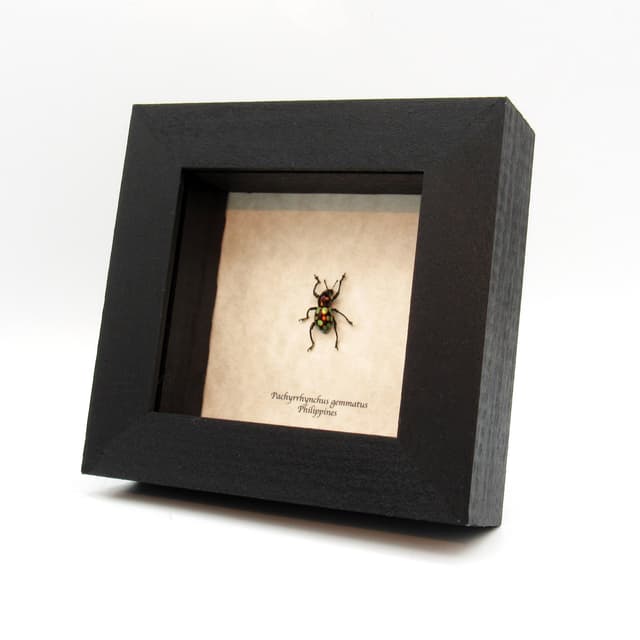 WEEVIL MANIA - Real beetle framed taxidermy - Pachyrhynchus gemmatus