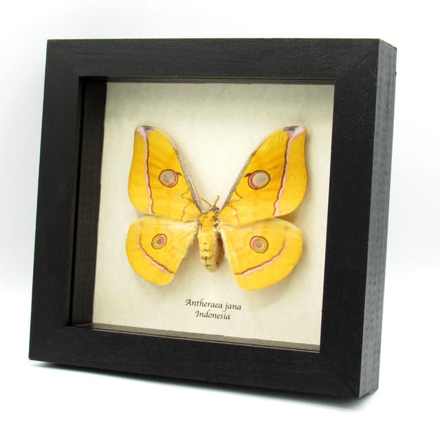 Real yellow Saturn moth framed taxidermy - Antheraea jana - female