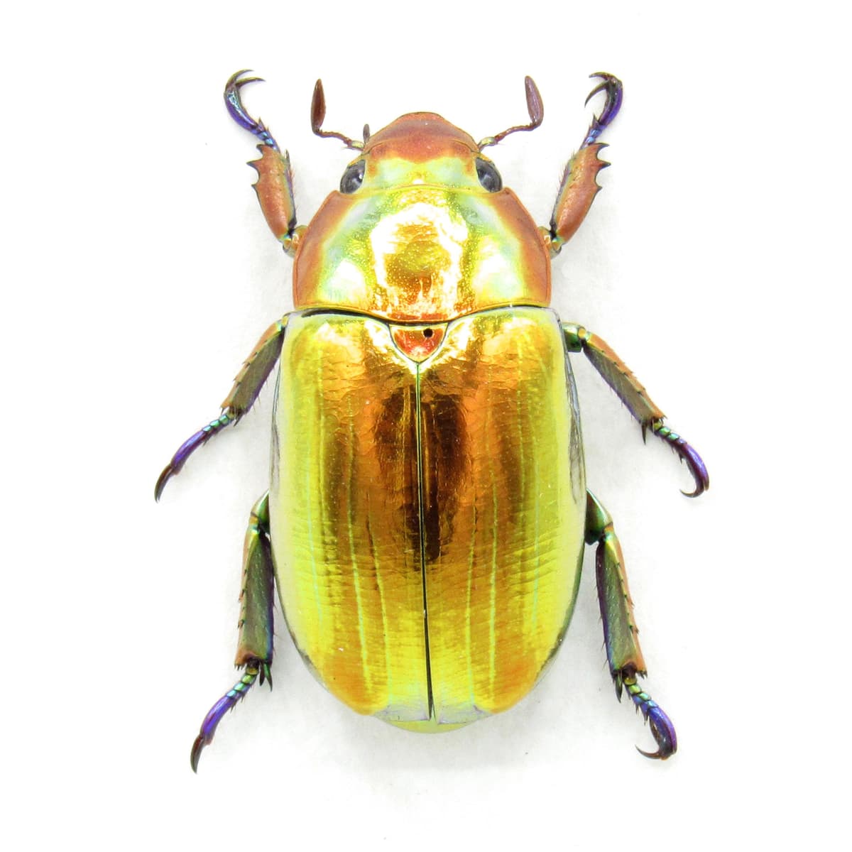 Very rare real Jewel beetle framed taxidermy - Chrysina chrysargyrea - gold form!
